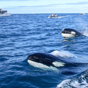Two orcas surfacing near boats in open ocean under blue sky.