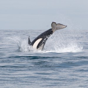 Orca breaching with tail visible above ocean surface.