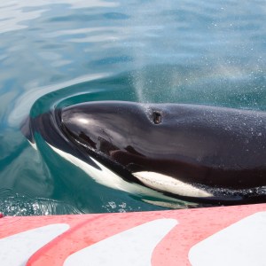 Orca surfaces near a red boat in calm blue water.