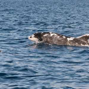 Leaping dolphin with unique black and white markings in the ocean.