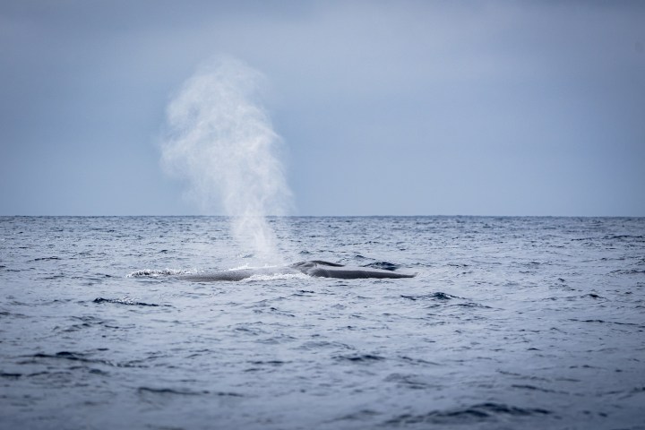 Whale spouting water in the ocean under a cloudy sky.