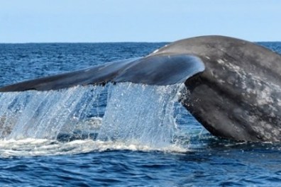 Whale's tail splashing into the ocean water.