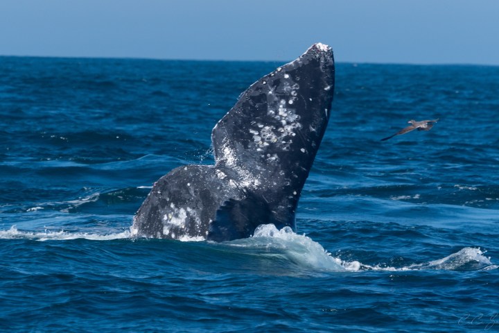Whale tail emerges from blue ocean waters under a clear sky.