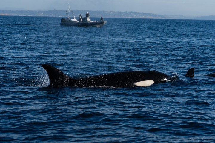 Orca swimming in ocean with boat and people in background.
