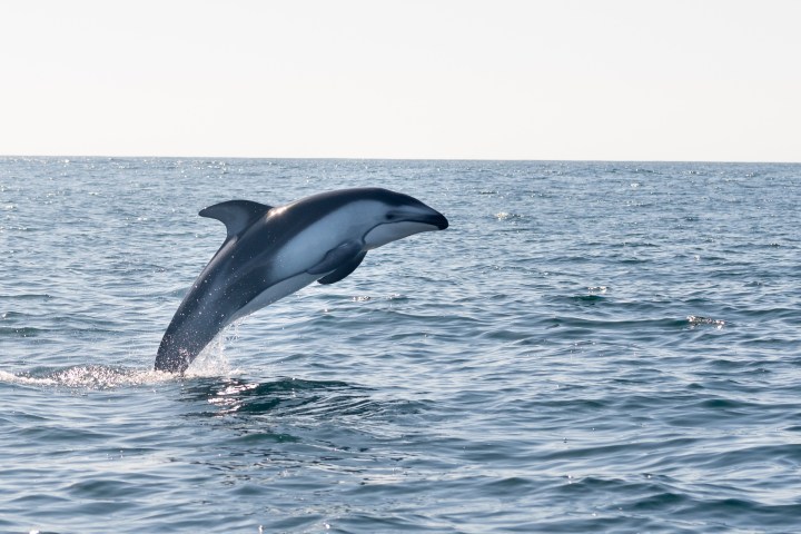Dolphin leaping out of the ocean against a clear sky.