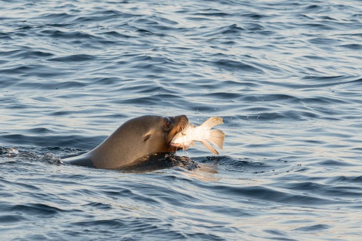 Sea lion eating a fish in ocean water.