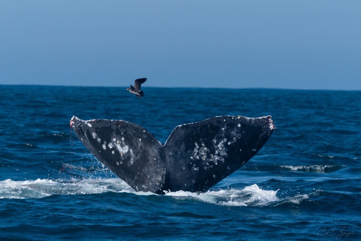 Whale tail above ocean water with a bird flying nearby.
