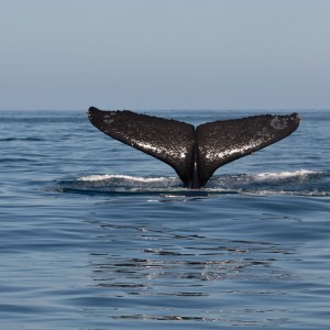 Whale tail visible above ocean surface against clear sky.