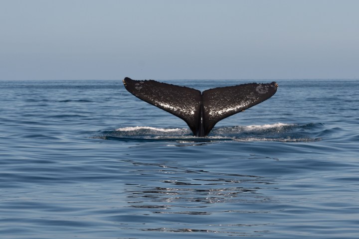 Whale tail above water surface in open sea under clear sky.