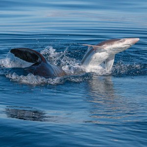 Shark breaching water with mouth open, creating splashes.