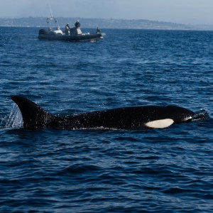 Orca swimming in ocean with a boat in the background.
