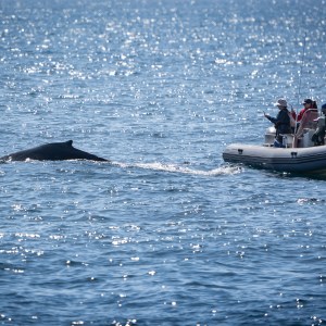 Small boat with people near a whale in the ocean.